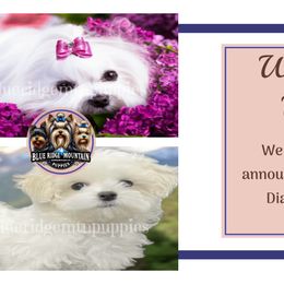 Maltese puppies from Blue Ridge Mountain Puppies