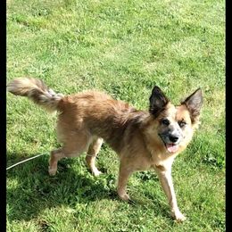 Australian Cattle Dog All Grown Up from Flying J Homestead Cattle Dogs