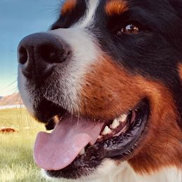 Bernese Mountain Dogs from Cedar Point Pups