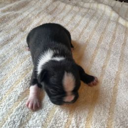 Aspen Girl 2 - Black and white female Boston Terrier puppy in Brookville, Ohio from Best Friend Bostons
