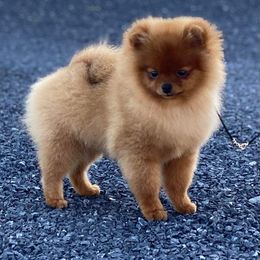 Pomeranian Puppies from Gypsy Poms