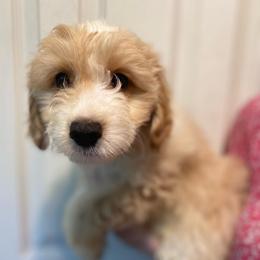 Boy 3 - Cream male Aussiedoodle puppy in Columbia, Kentucky from Burton's Precious Doodles