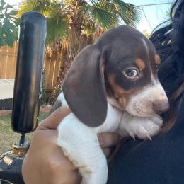Chocolate Pie - Piebald male Dachshund puppy in Yuba City, California from The Navarro Furbabies