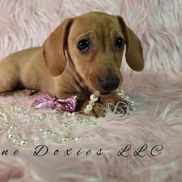 AKC Pearl -Parents DNA- 2,500 - Red female Dachshund puppy in Kansas City, Missouri from Divine Doxies LLC