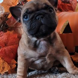French Bulldog Puppies from Simply Kind Frenchies