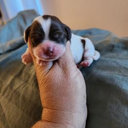 AKC Clue - Brown white and tan male Cocker Spaniel puppy in New Market, Tennessee from Down in the Holler