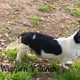 Dachshund and Pug Puppies from Wiggle'n V Ranch