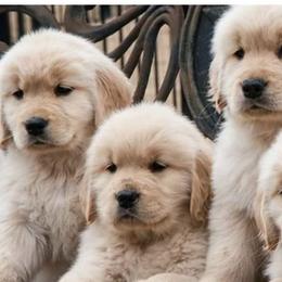 Golden Retriever Puppies from Dogwood Springs Golden Retrievers