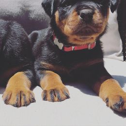 Rottweiler Puppies from Bronx Von Bridges Rottweilers