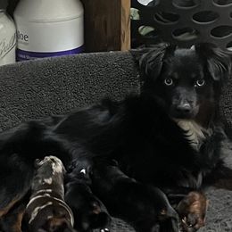 Jordy - Toy Australian Shepherd