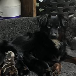 Jordy - Toy Australian Shepherd