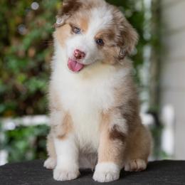 Miniature American Shepherd Puppies from Bonbelle