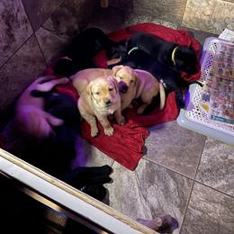 Labrador Retriever Puppies from Bayside Labradors