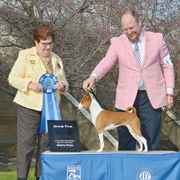 Basenji and Italian Greyhound All Grown Up from Khani's Basenjis and Italian Greyhounds