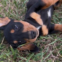 Boy 4 - Black and tan male Dachshund puppy in Plato, Missouri from David & Stacey's Dachshunds