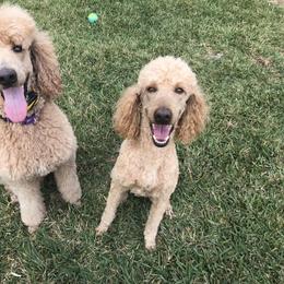 Poodle puppies from Carolyn's Poodles