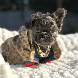 Mr. Nugget - Blue tri-color male Bulldog puppy in Rockledge, Florida from BV Bulldogs