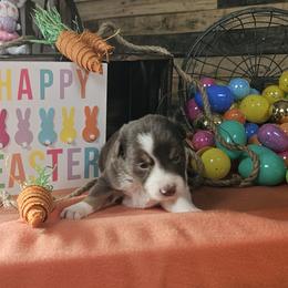 Boy 3 - male Border Collie puppy in Wakeman, Ohio from Sandstone Ridge Kennels