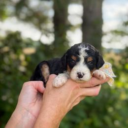 Tink - Tri-color female Bernedoodle puppy in Bellville, Ohio from Bernedoodle Buddies