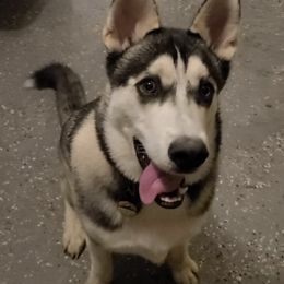 Siberian Huskies from Primal Siberian