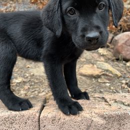Labrador Retriever and Pembroke Welsh Corgi Puppies from Burress Family Farm and Kennels