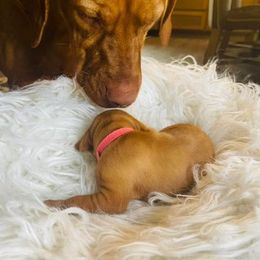 Vizsla Puppies from Nicole Lanie's Viszla