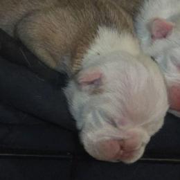 Cleo - Red and white female Bulldog puppy in Arlington, Washington from Stout's Hunting Labs and trsbullies