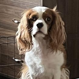 London - Cavalier King Charles Spaniel