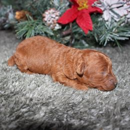 Holly - Red  female Poodle puppy in Stokesdale, North Carolina from His and Hers Poodles and Doodles