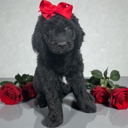Laura - Black female Goldendoodle puppy in Prosperity, Pennsylvania from Stelladoodles & Company