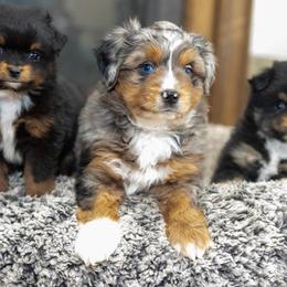 Paw Patrol Skye - Blue merle female Toy Australian Shepherd puppy in Tennessee from Coolsprings Aussies