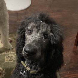 Lucky Green Female - Blue Poodle puppy in Broken Arrow, Oklahoma from Raising Royal Standards