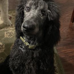 Lucky Green Female - Blue Poodle puppy in Broken Arrow, Oklahoma from Raising Royal Standards