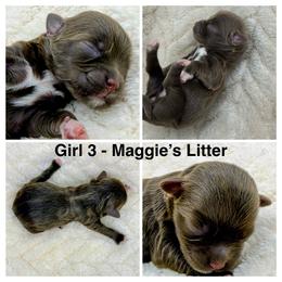 Girl 3 - Chocolate female Havanese puppy in Elkins, Arkansas from Havana Knights Havanese