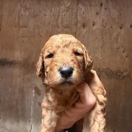 Girl 3 - Red  female Goldendoodle puppy in Shingle Springs, California from California Double Doodles
