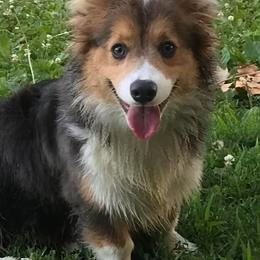 Pembroke Welsh Corgis from Blue Crush Corgis