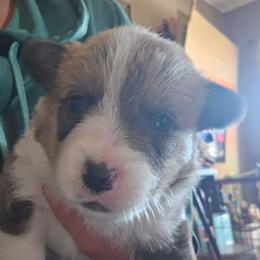 Rex - Red male Pembroke Welsh Corgi puppy in Walnut, Iowa from Michelle's House of Corgi's