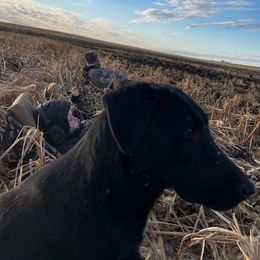 Gemmy - Labrador Retriever