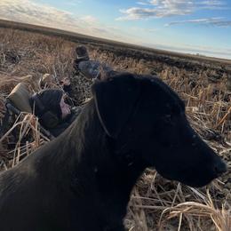 Gemmy - Labrador Retriever