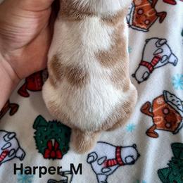 Harper - Red and white male Basset Hound puppy in Mack's Creek, Missouri from Mack's Creek Basset Hounds