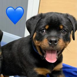 Rottweiler Puppies from Thomas Rotts
