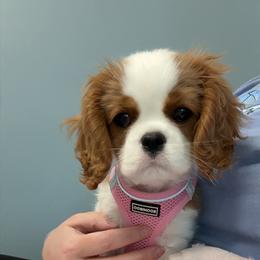 Cavalier King Charles Spaniel Puppies from Farmhouse Cavaliers NC