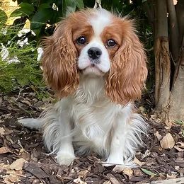 Bougee - Cavalier King Charles Spaniel
