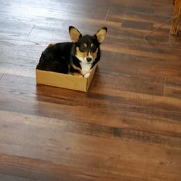 Pembroke Welsh Corgi Puppies from Rocking LJ Breeding