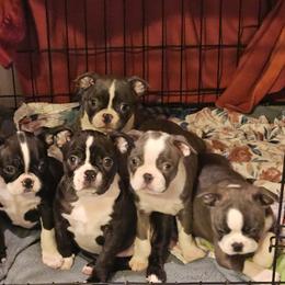 Boston Terrier Puppies from Christy's Boston Butts