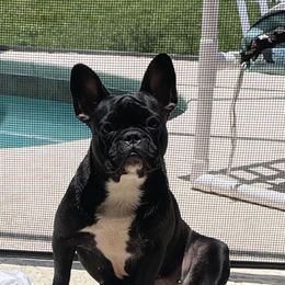 Jossalyn - French Bulldog
