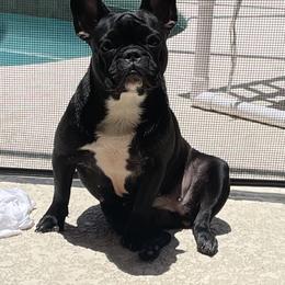 Jossalyn - French Bulldog