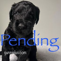 Chester - Black male Schnoodle puppy in Saint Augustine, Florida from Gunnie Luv, LLC