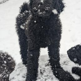 Australian Labradoodle Puppies from Pawlite Best Friends