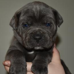 Green - Gray male Cane Corso puppy in Sault Ste Marie, Michigan from Willow Creek Cane Corsos